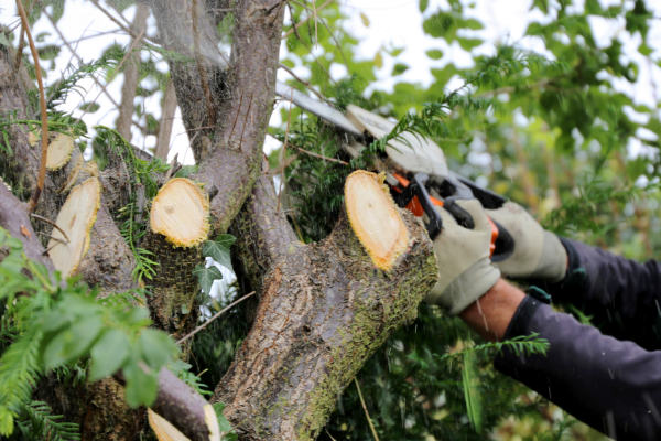 Débitage d'arbre