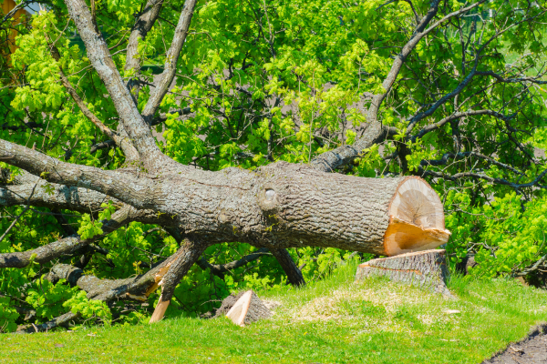 arbre abattu 62