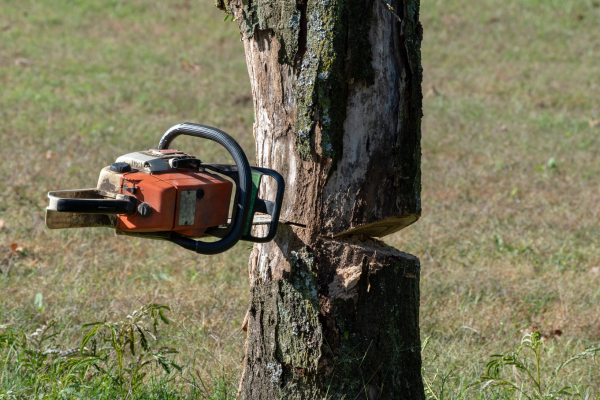 Réalisation de l'abattage d'un arbre à la tronçonneuse