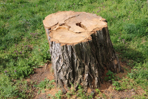 Souche d'arbre avant intervention de dessouchage