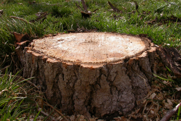 Souche d'arbre