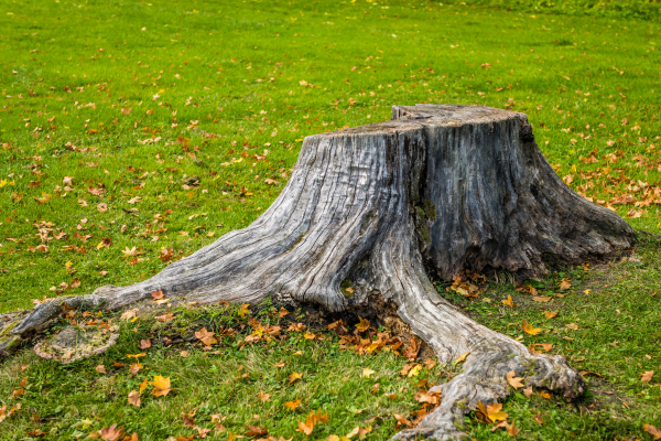 Souche arbre avant désouchage
