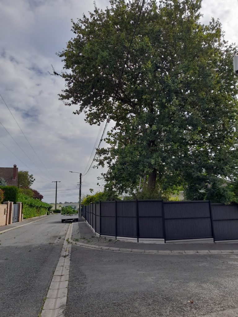 Élagage d'un arbre Tony Elagage 62