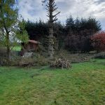Intervention arbre Tony Elagage 62 avant abattage