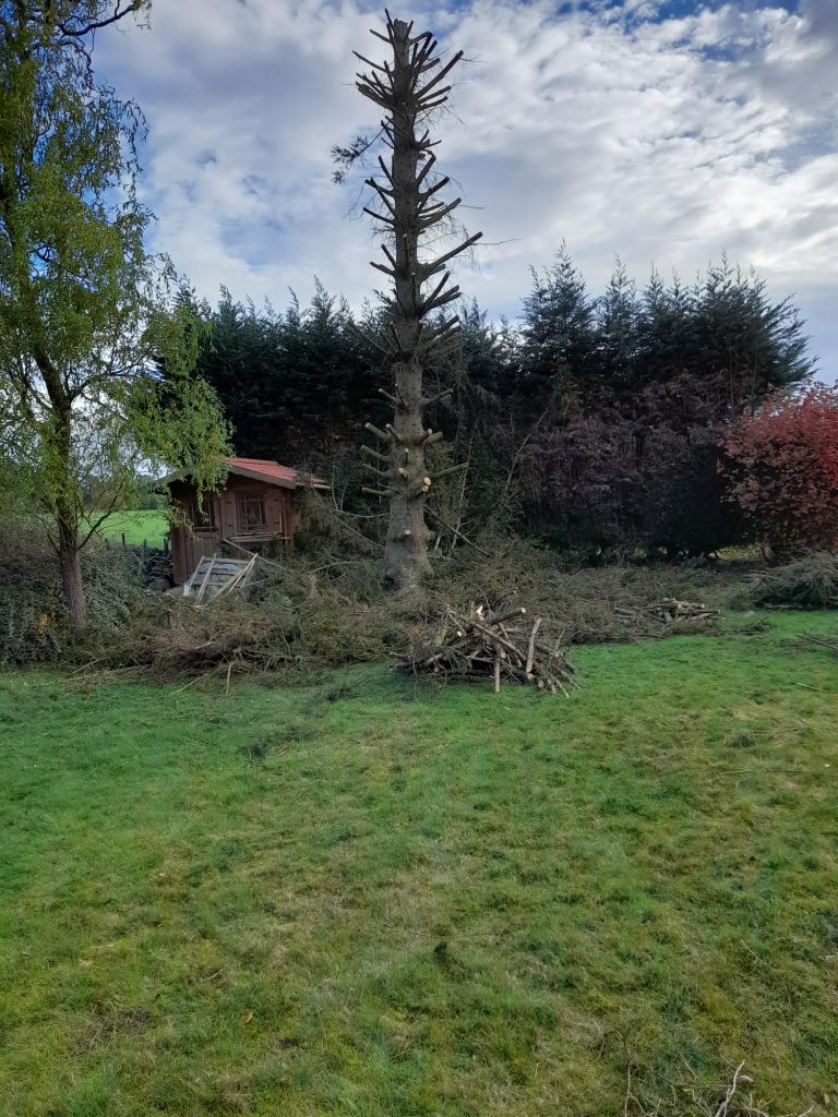 Intervention arbre Tony Elagage 62 avant abattage