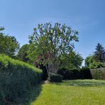 Élagage d'arbre dans le 62