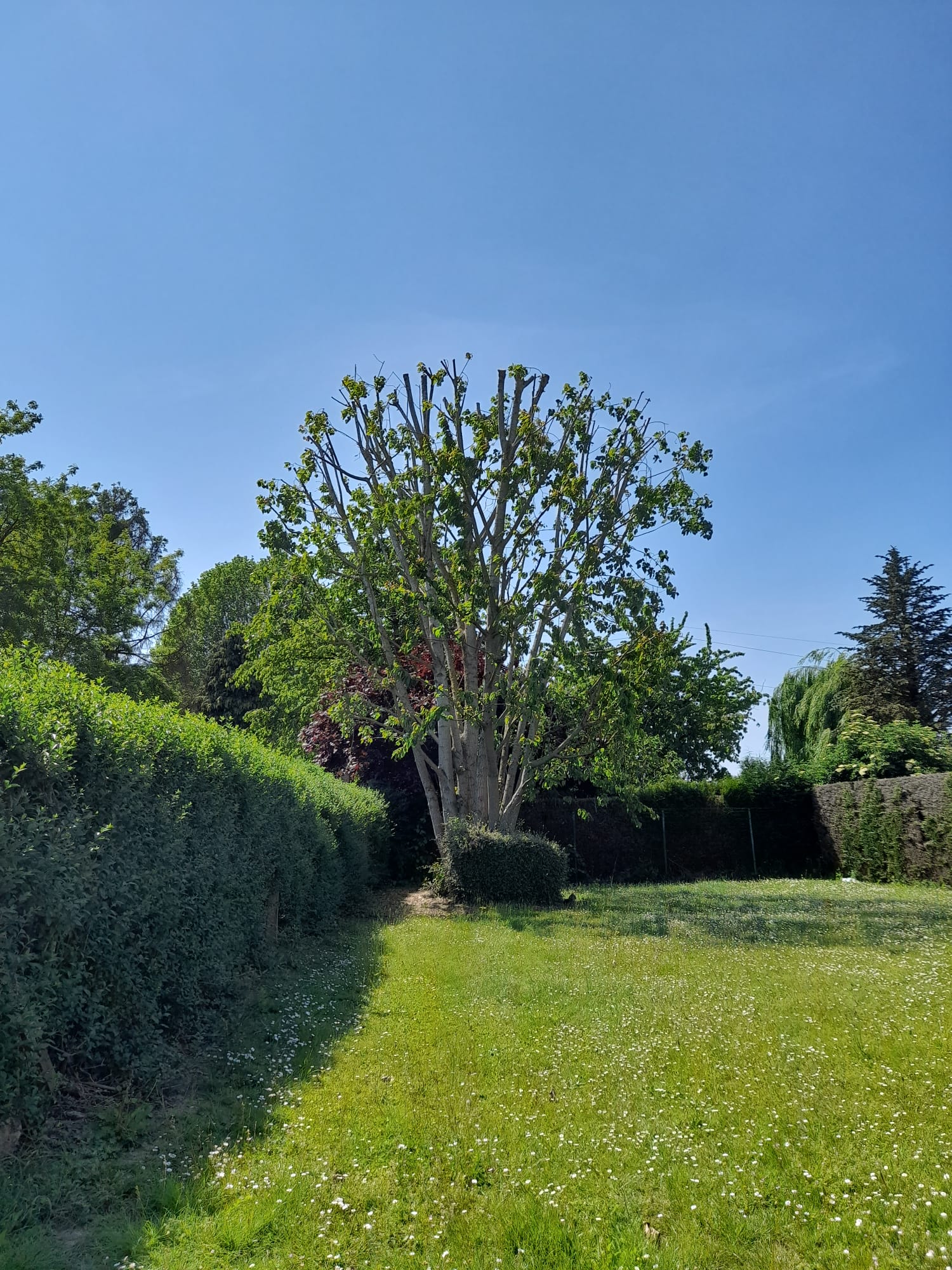 Élagage d'arbre dans le 62