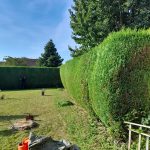 Taille de haie par l'entreprise Tony Elagage 62