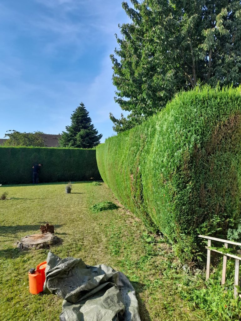 Taille de haie par l'entreprise Tony Elagage 62