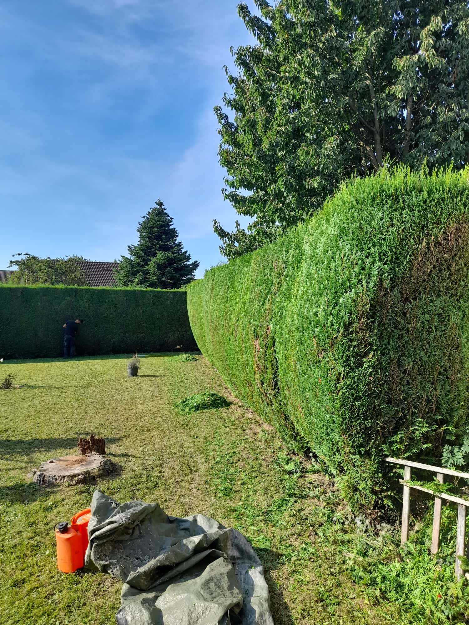 Taille de haie par l'entreprise Tony Elagage 62