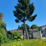 Élagage arbre dans le 62 par l'artisan Tony