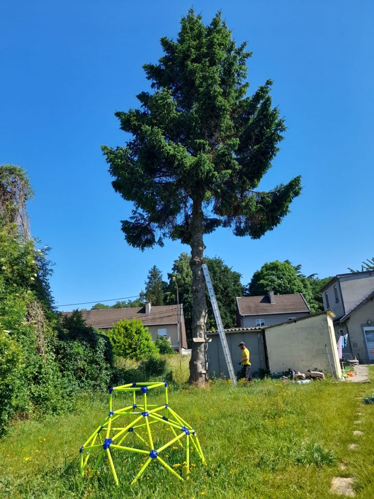 Élagage arbre dans le 62 par l'artisan Tony