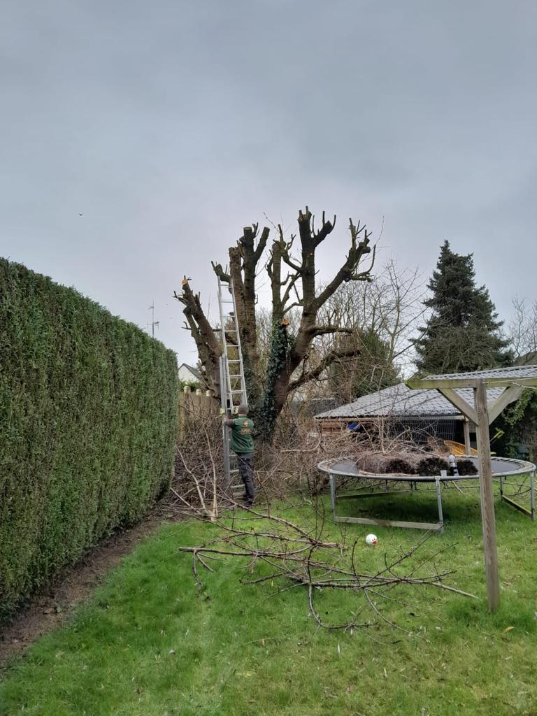 Taille de haie dans le 62